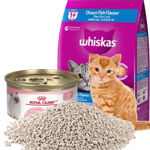 bdpetcity hero image