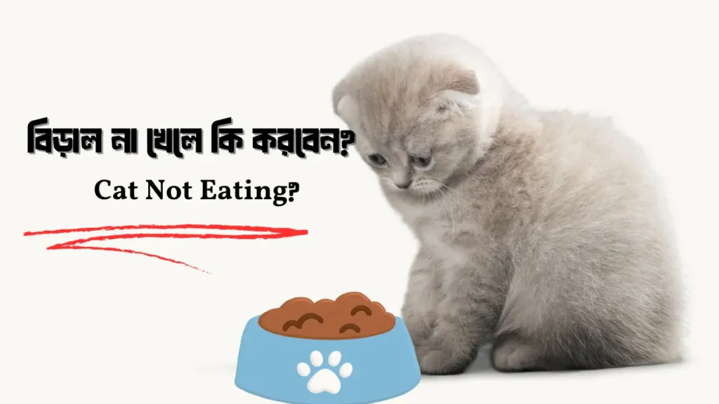 Cat Nor Easting, বিড়াল না খেলে কি করবেন?
